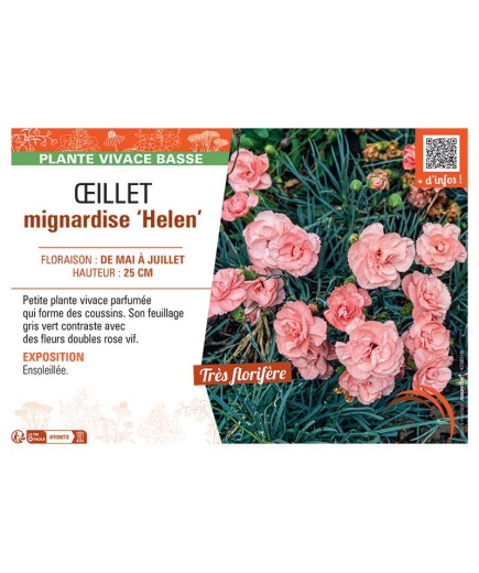 ŒILLET MIGNARDISE HELEN