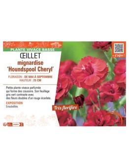 ŒILLET MIGNARDISE HOUNDSPOOL CHERYL