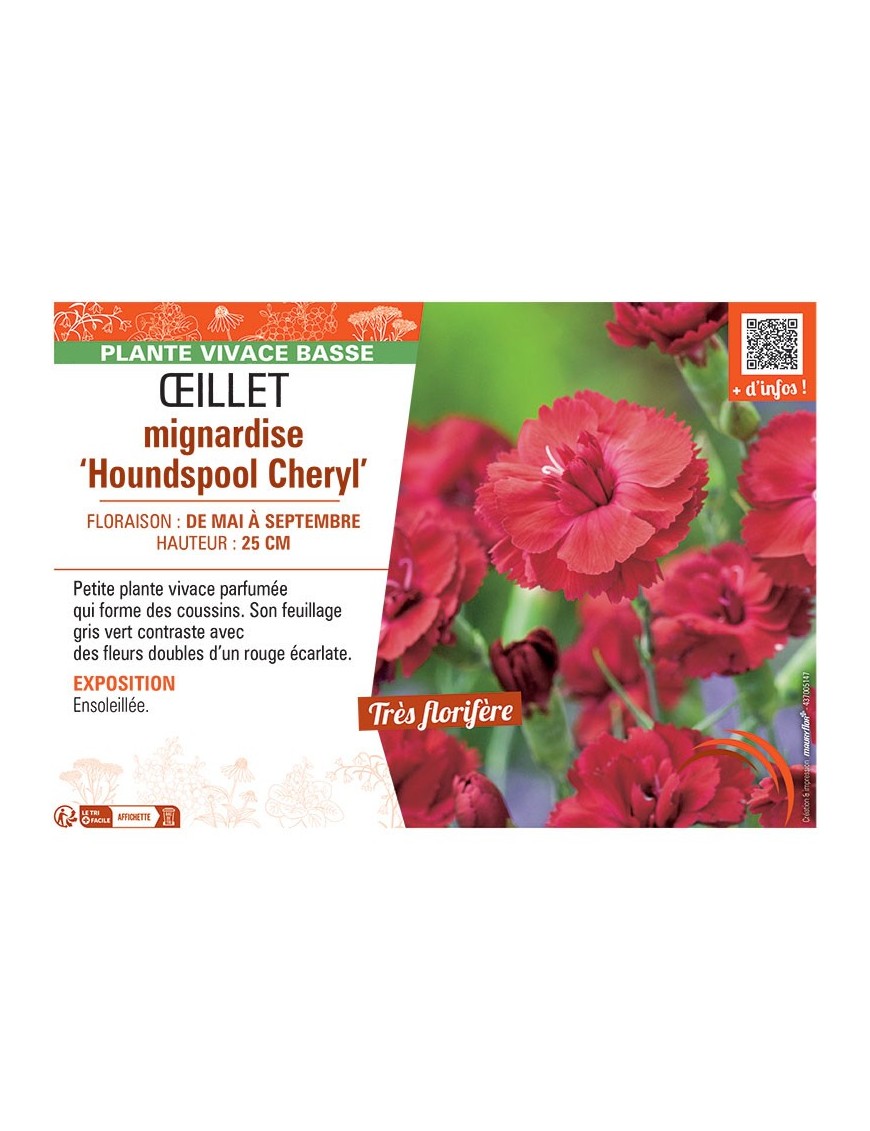 ŒILLET MIGNARDISE HOUNDSPOOL CHERYL