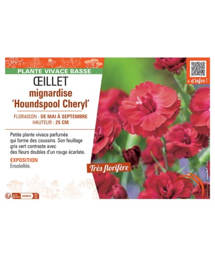ŒILLET MIGNARDISE HOUNDSPOOL CHERYL