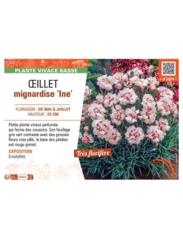ŒILLET MIGNARDISE INE