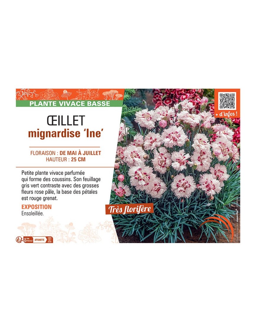 ŒILLET MIGNARDISE INE