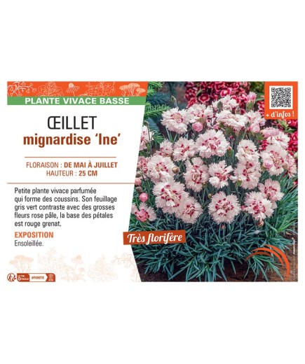ŒILLET MIGNARDISE INE