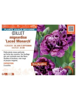ŒILLET MIGNARDISE LACED MONARCH