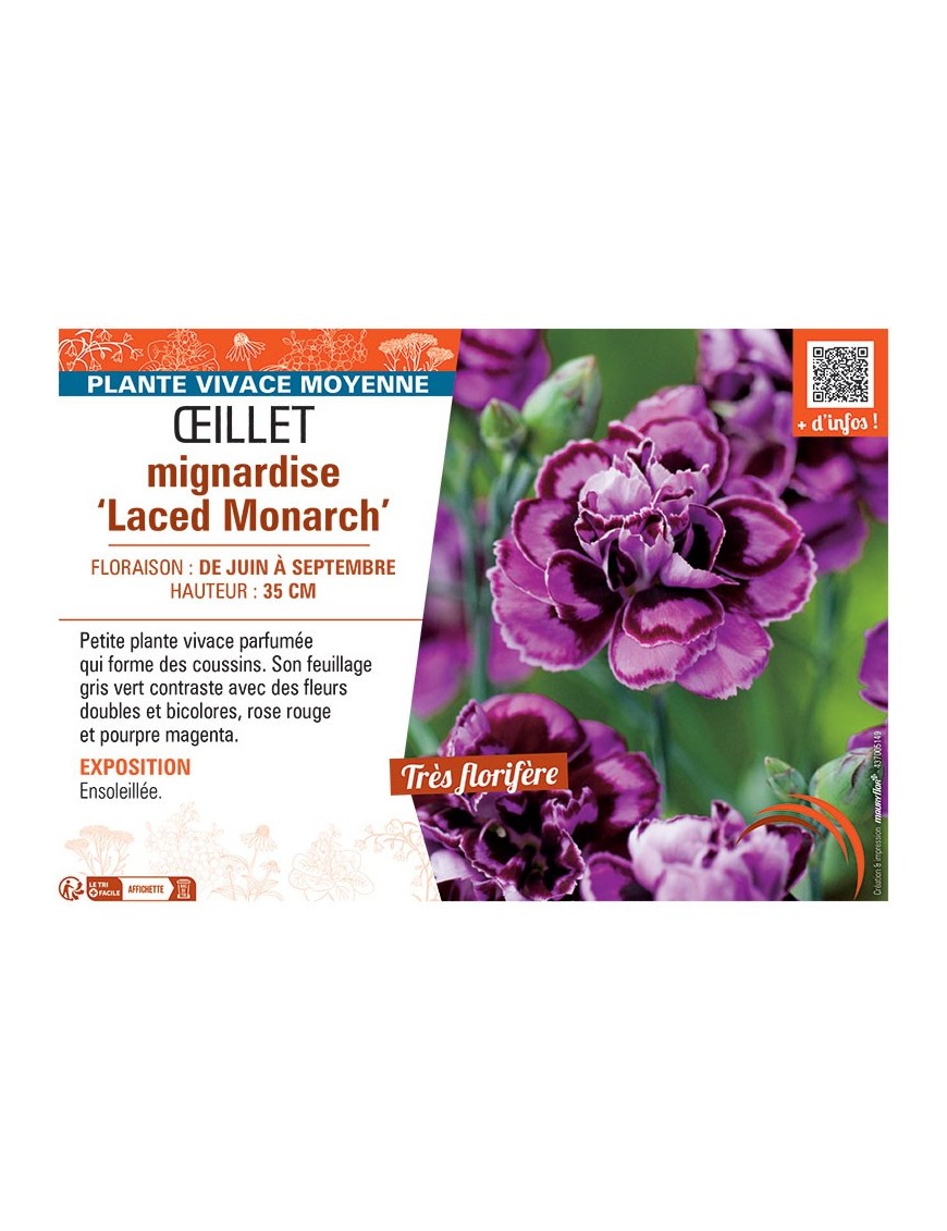 ŒILLET MIGNARDISE LACED MONARCH