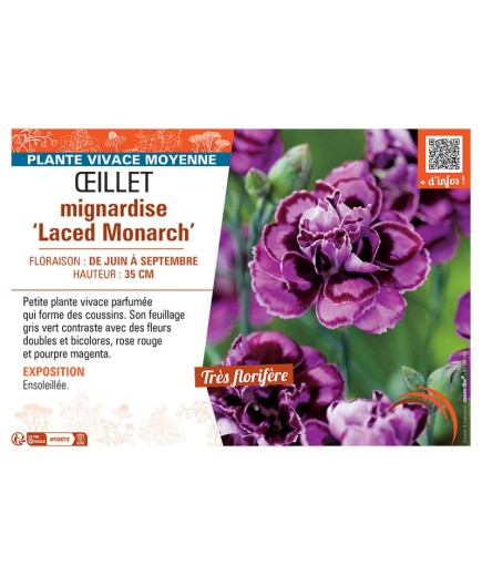 ŒILLET MIGNARDISE LACED MONARCH