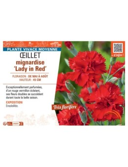 ŒILLET MIGNARDISE LADY IN RED