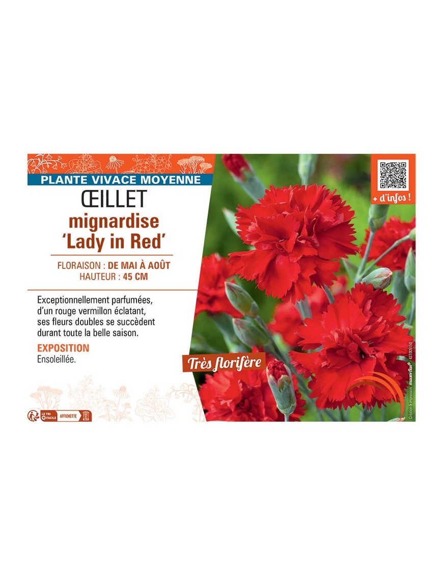 ŒILLET MIGNARDISE LADY IN RED