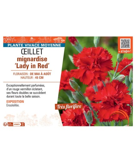 ŒILLET MIGNARDISE LADY IN RED