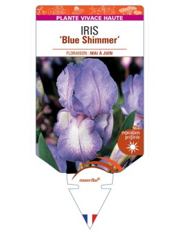 IRIS (germanica) Blue Shimmer