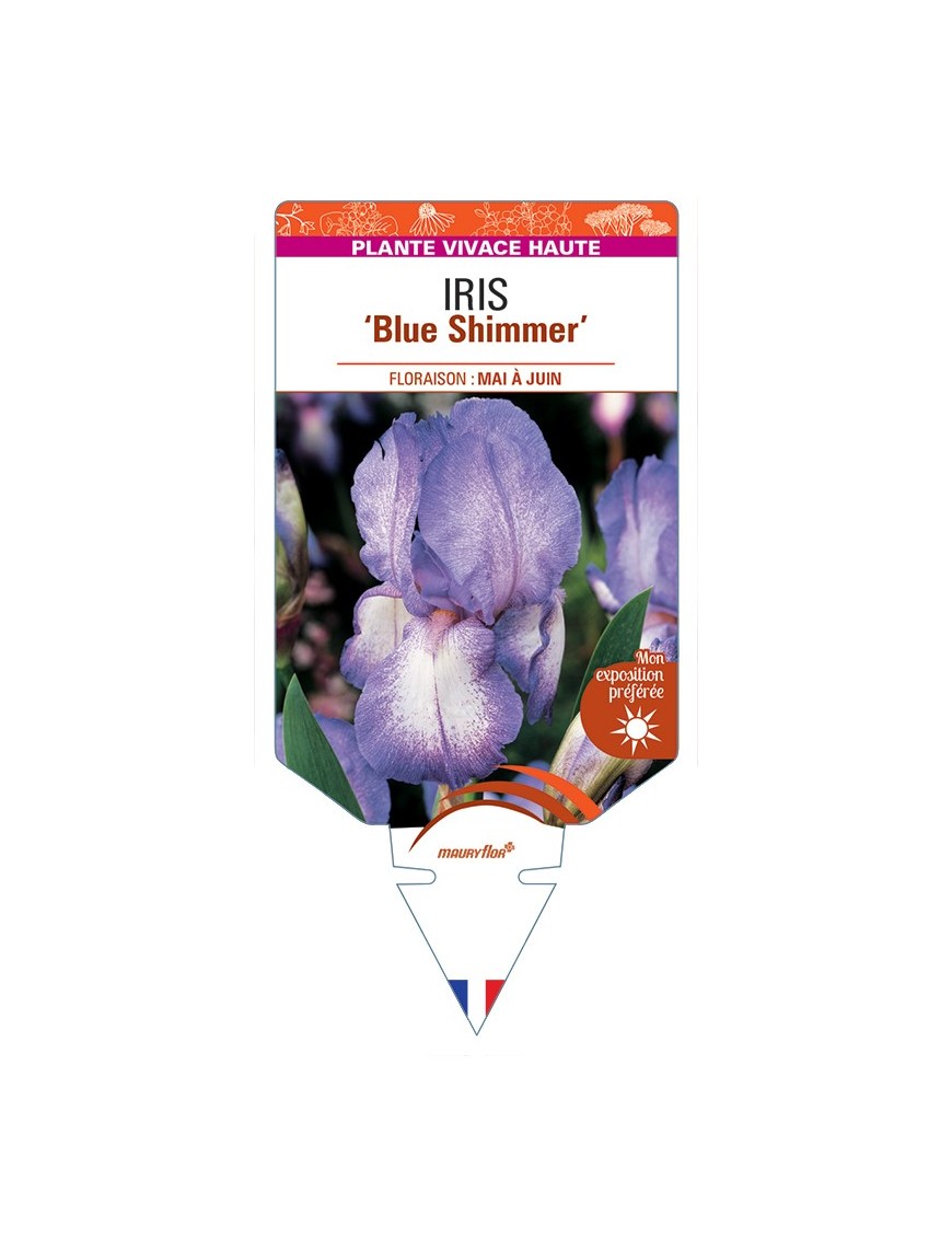 IRIS (germanica) Blue Shimmer