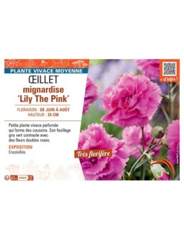 ŒILLET MIGNARDISE LILY THE PINK