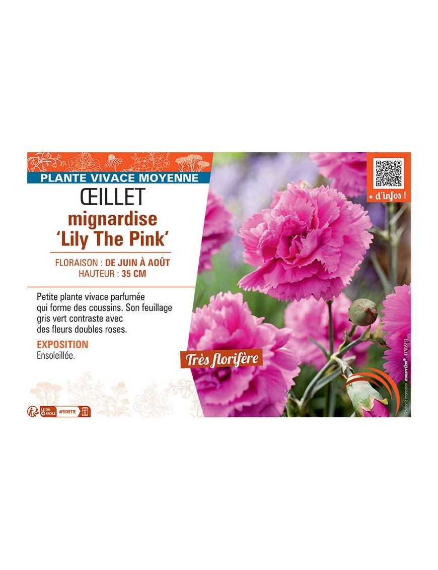 ŒILLET MIGNARDISE LILY THE PINK