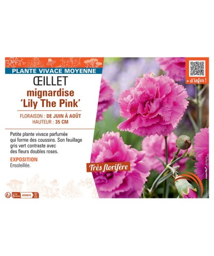 ŒILLET MIGNARDISE LILY THE PINK