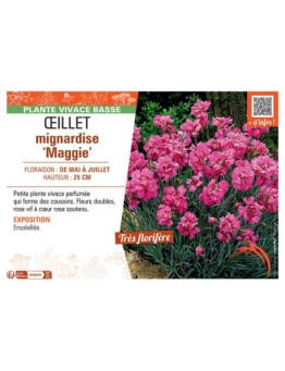 ŒILLET MIGNARDISE MAGGIE