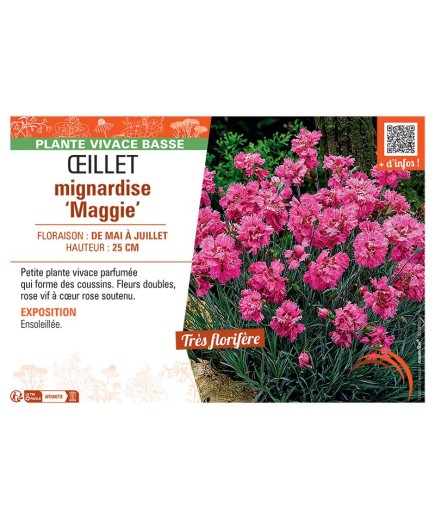 ŒILLET MIGNARDISE MAGGIE