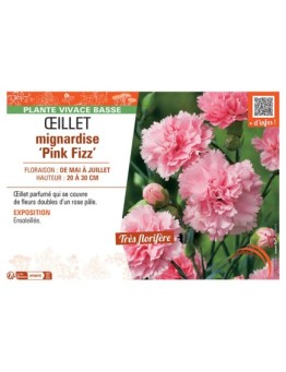 ŒILLET MIGNARDISE PINK FIZZ
