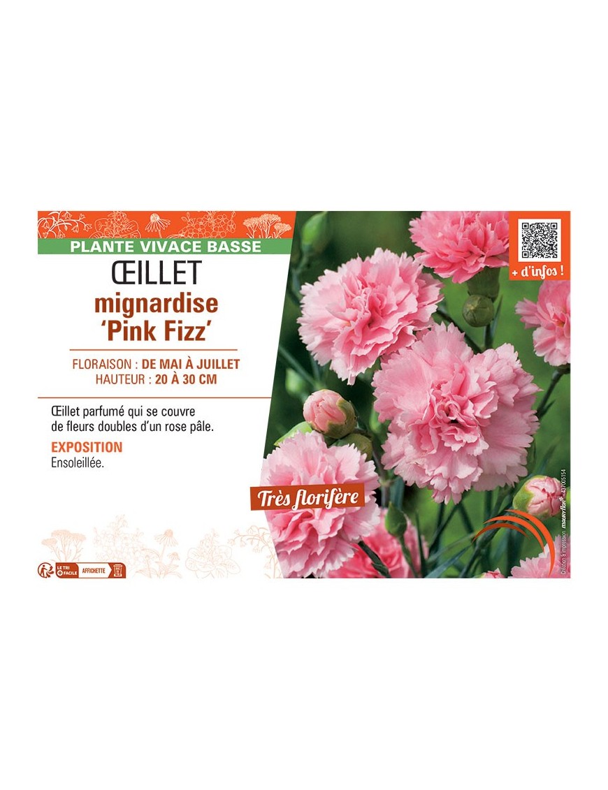 ŒILLET MIGNARDISE PINK FIZZ