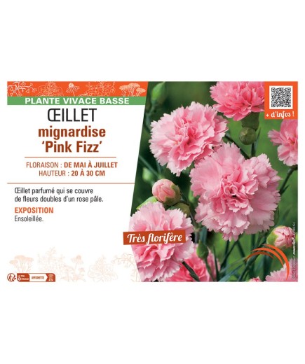 ŒILLET MIGNARDISE PINK FIZZ