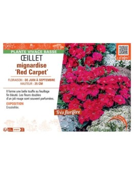 ŒILLET MIGNARDISE RED CARPET