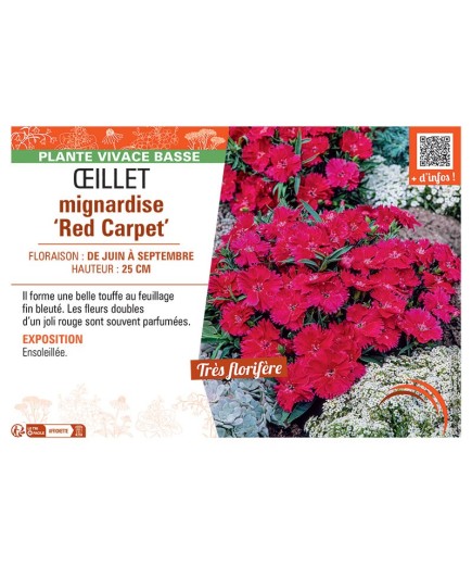 ŒILLET MIGNARDISE RED CARPET