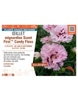 ŒILLET MIGNARDISE SCENT FIRST™ CANDY FLOSS