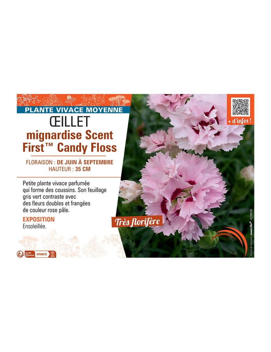 ŒILLET MIGNARDISE SCENT FIRST™ CANDY FLOSS