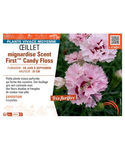 ŒILLET MIGNARDISE SCENT FIRST™ CANDY FLOSS
