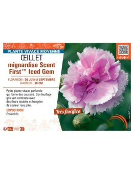 ŒILLET MIGNARDISE SCENT FIRST™ ICED GEM