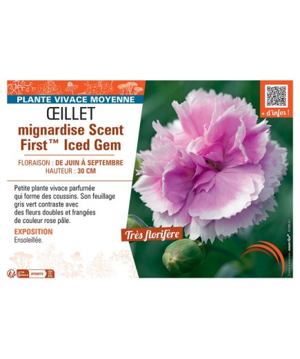 ŒILLET MIGNARDISE SCENT FIRST™ ICED GEM