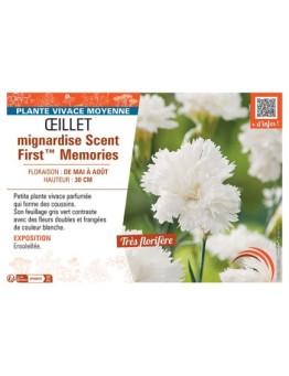 ŒILLET MIGNARDISE SCENT FIRST™ MEMORIES
