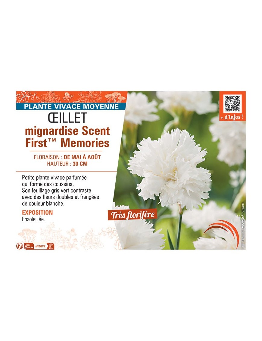 ŒILLET MIGNARDISE SCENT FIRST™ MEMORIES