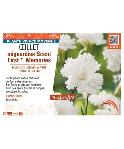 ŒILLET MIGNARDISE SCENT FIRST™ MEMORIES