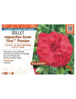 ŒILLET MIGNARDISE SCENT FIRST™ PASSION