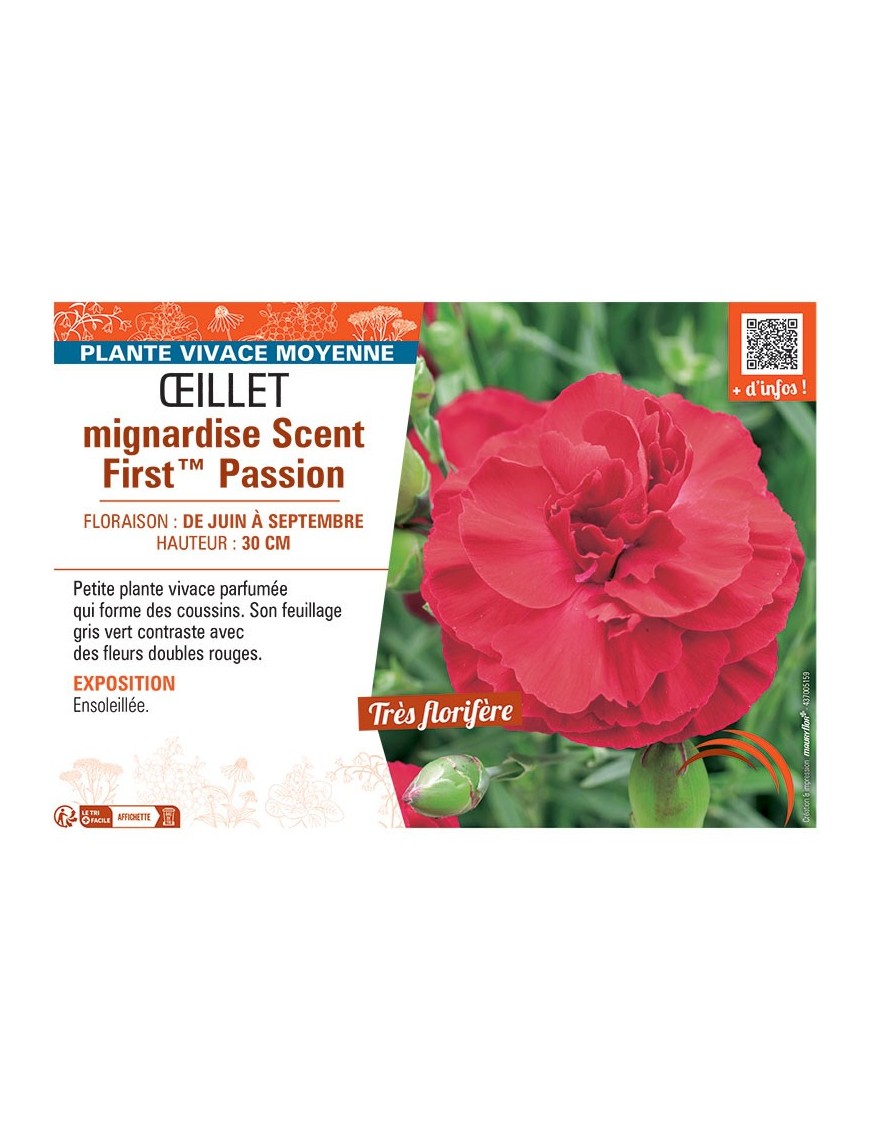 ŒILLET MIGNARDISE SCENT FIRST™ PASSION