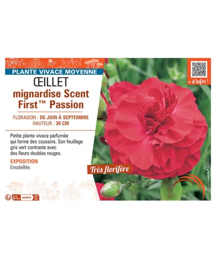 ŒILLET MIGNARDISE SCENT FIRST™ PASSION