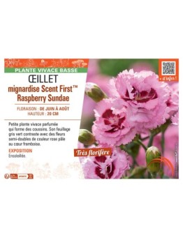 ŒILLET MIGNARDISE SCENT FIRST™ RASPBERRY SUNDAE