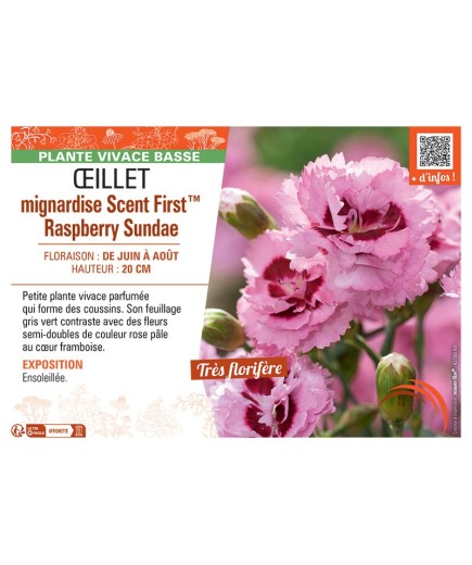 ŒILLET MIGNARDISE SCENT FIRST™ RASPBERRY SUNDAE