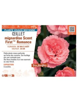 ŒILLET MIGNARDISE SCENT FIRST™ ROMANCE