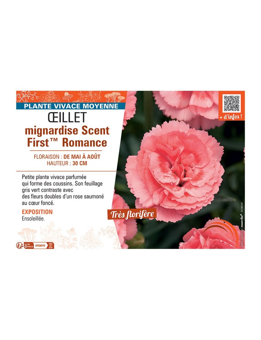 ŒILLET MIGNARDISE SCENT FIRST™ ROMANCE