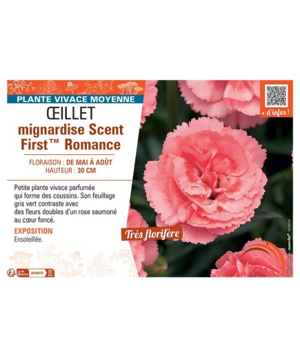 ŒILLET MIGNARDISE SCENT FIRST™ ROMANCE