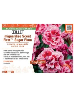 ŒILLET MIGNARDISE SCENT FIRST™ SUGAR PLUM