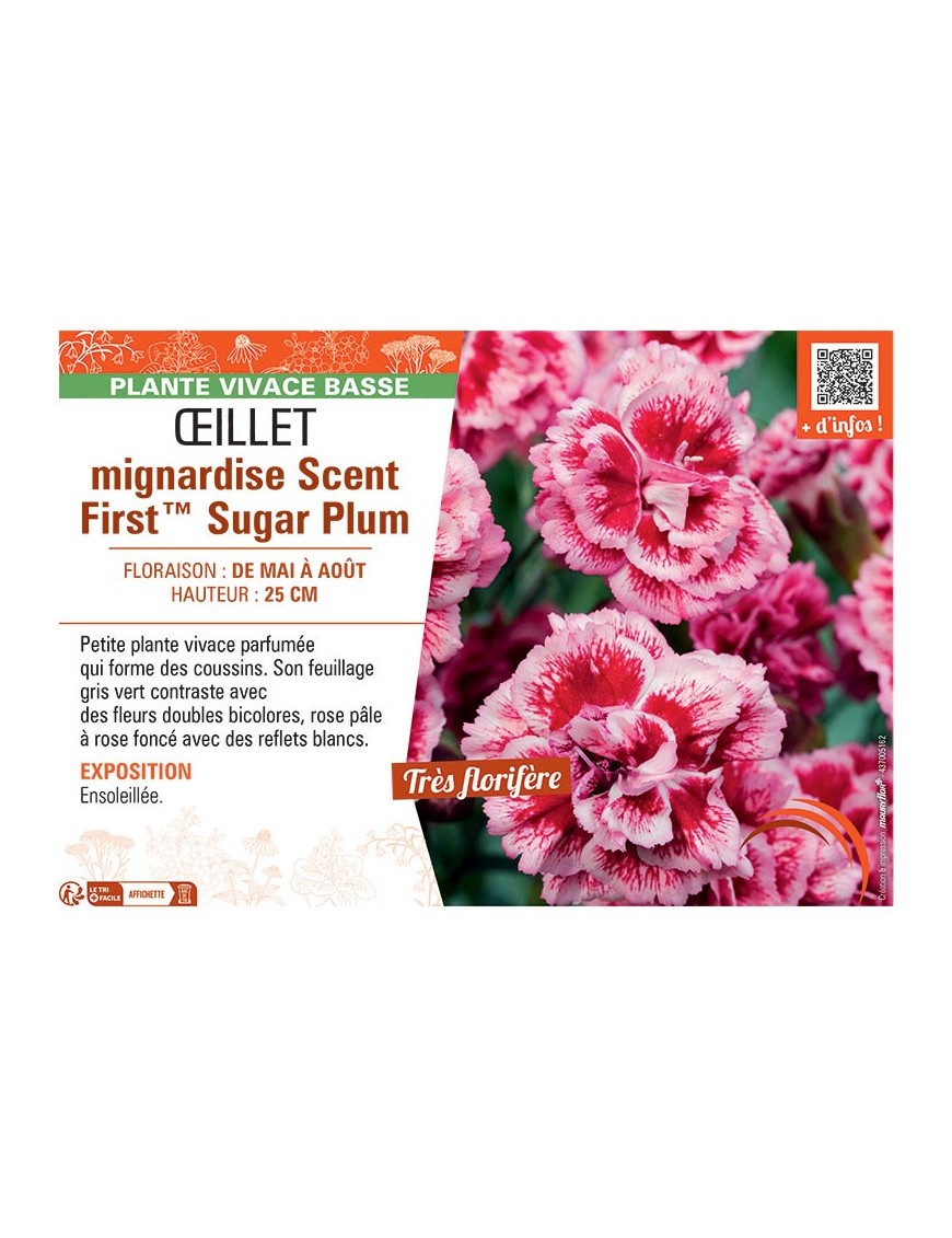 ŒILLET MIGNARDISE SCENT FIRST™ SUGAR PLUM