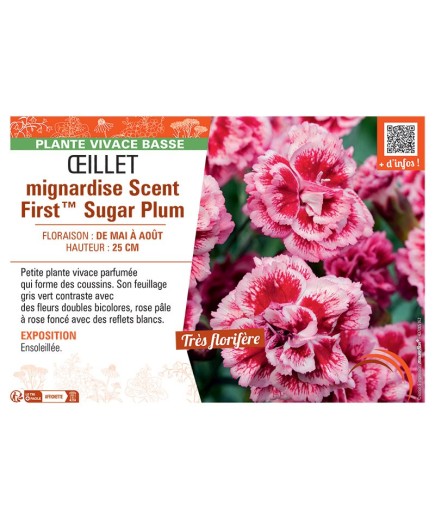 ŒILLET MIGNARDISE SCENT FIRST™ SUGAR PLUM