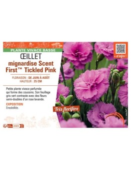 ŒILLET MIGNARDISE SCENT FIRST™ TICKLED PINK