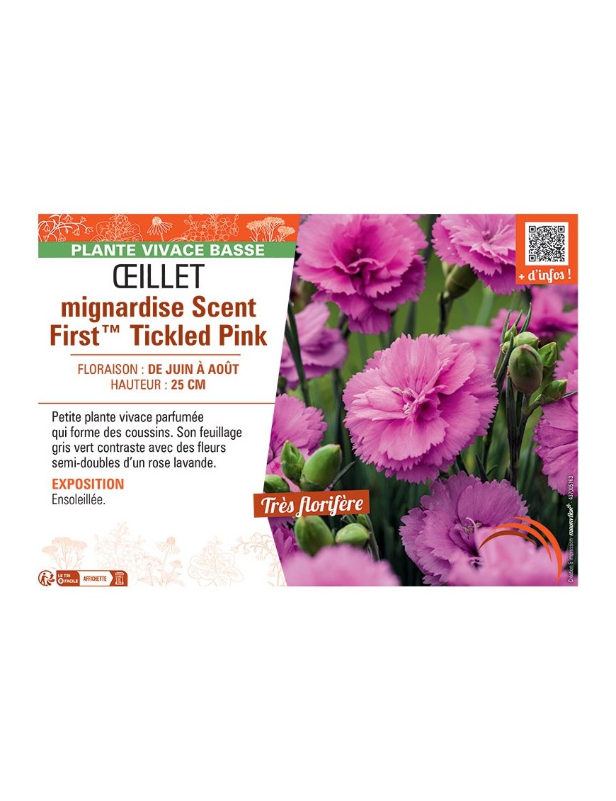 ŒILLET MIGNARDISE SCENT FIRST™ TICKLED PINK