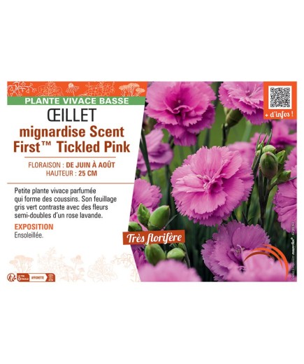 ŒILLET MIGNARDISE SCENT FIRST™ TICKLED PINK