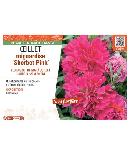 ŒILLET MIGNARDISE SHERBET PINK