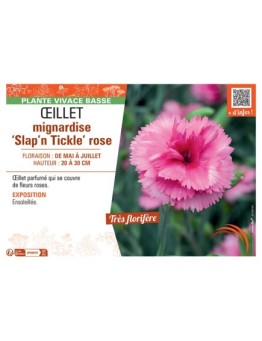 ŒILLET MIGNARDISE SLAP'N TICKLE ROSE