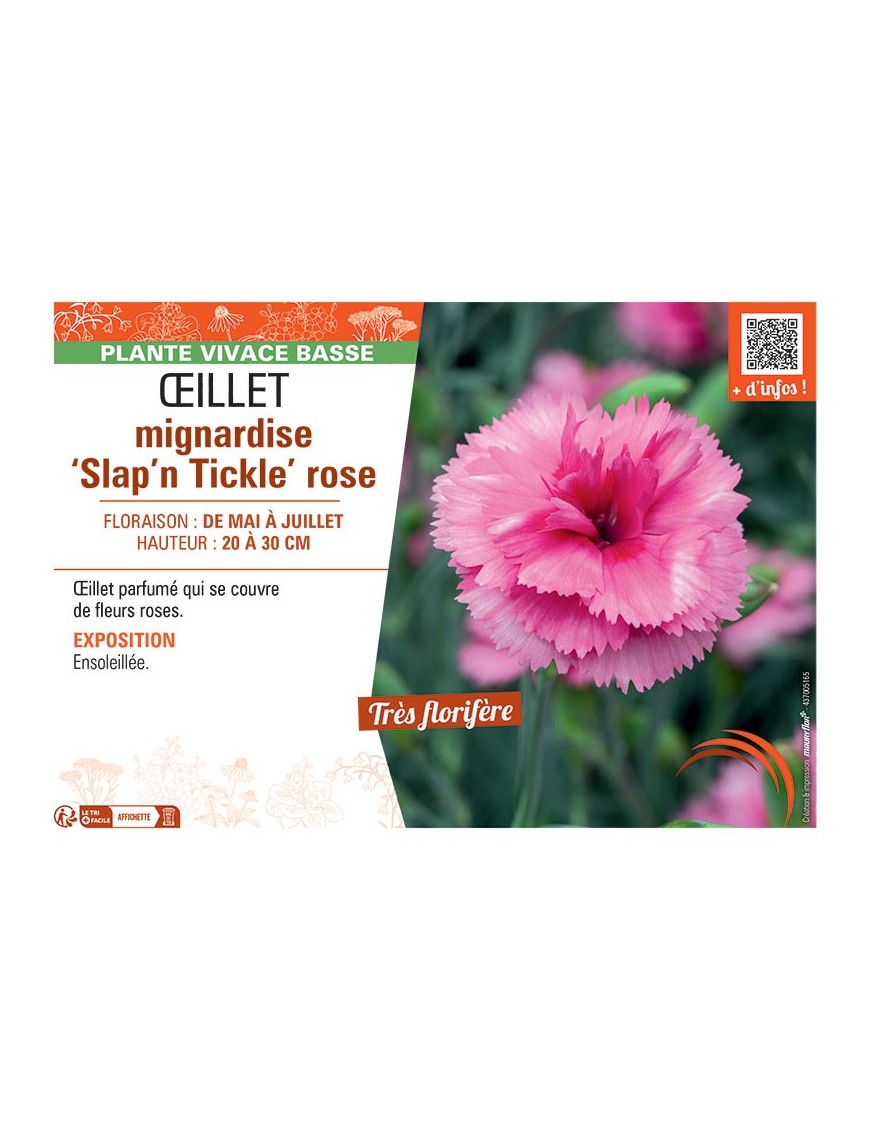 ŒILLET MIGNARDISE SLAP'N TICKLE ROSE